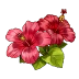 Decorative blossoming hibiscus flowers