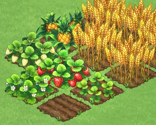 Farming crops showing stages of ripeness